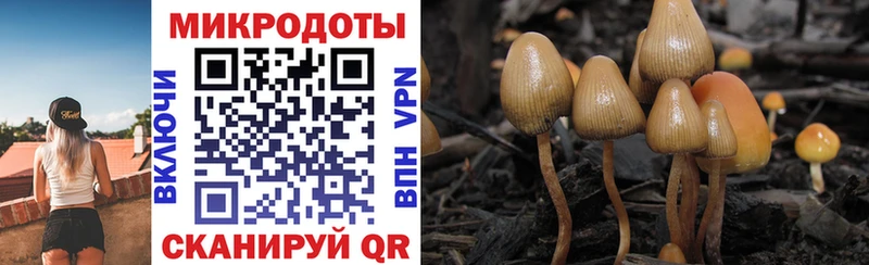 Псилоцибиновые грибы GOLDEN TEACHER продажа наркотиков Сокол